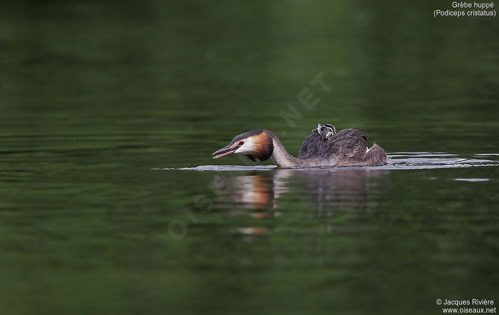 Great Crested Grebeadult, identification, Reproduction-nesting