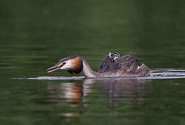 Great Crested Grebe