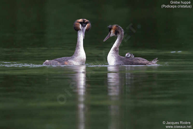 Great Crested Grebeadult breeding, swimming, Reproduction-nesting