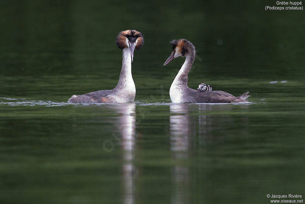 Great Crested Grebeadult breeding, swimming, Reproduction-nesting