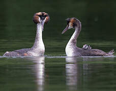 Great Crested Grebe