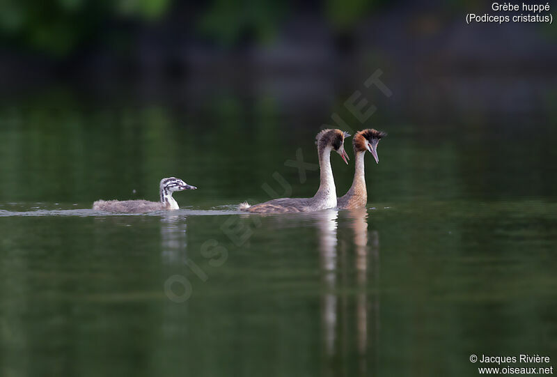 Great Crested Grebe, swimming, Reproduction-nesting