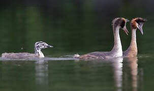 Great Crested Grebe