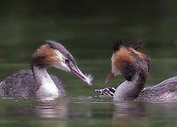 Great Crested Grebe