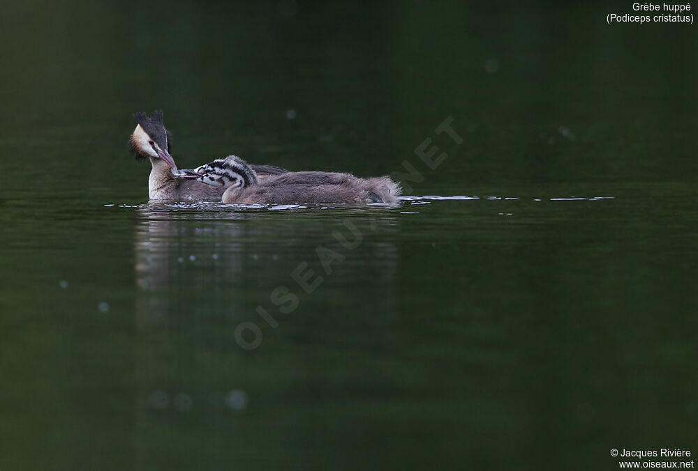 Great Crested Grebe, identification, swimming, Reproduction-nesting