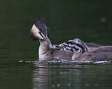 Great Crested Grebe