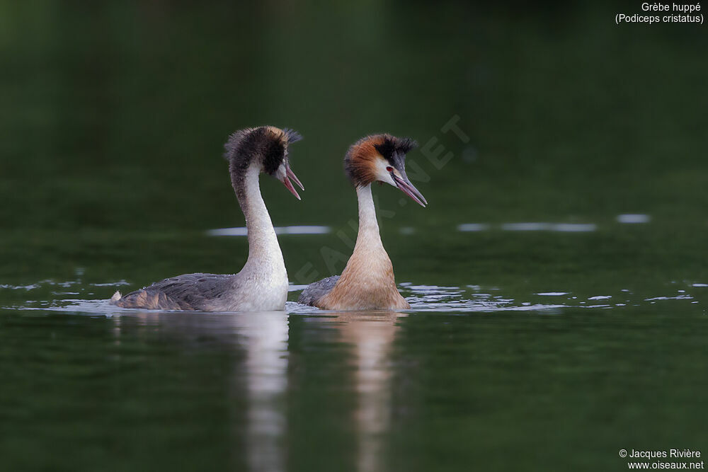 Great Crested Grebeadult breeding, swimming, courting display