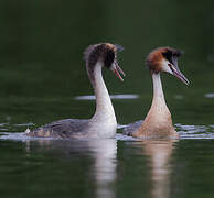 Great Crested Grebe