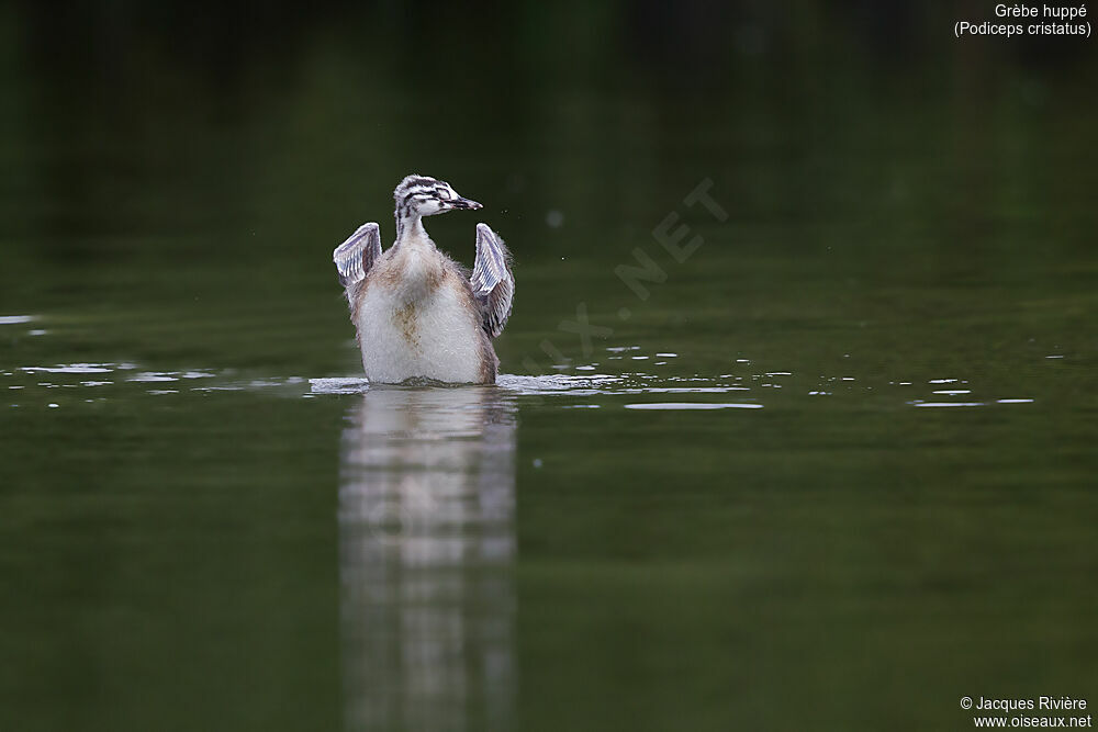 Great Crested Grebejuvenile, identification, swimming, Reproduction-nesting