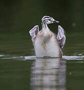 Great Crested Grebe