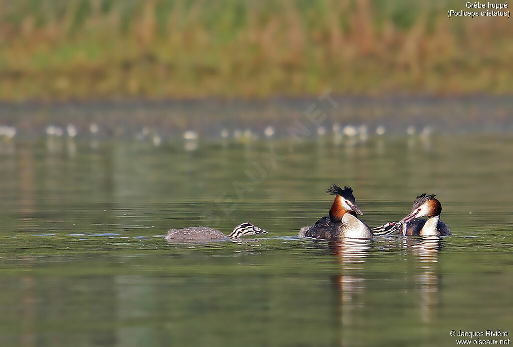 Grèbe huppé, identification, nage, mange, Nidification