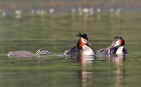 Great Crested Grebe