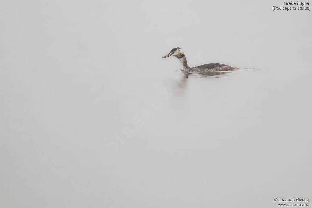 Great Crested Grebeadult post breeding, identification, swimming