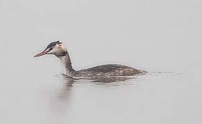 Great Crested Grebe