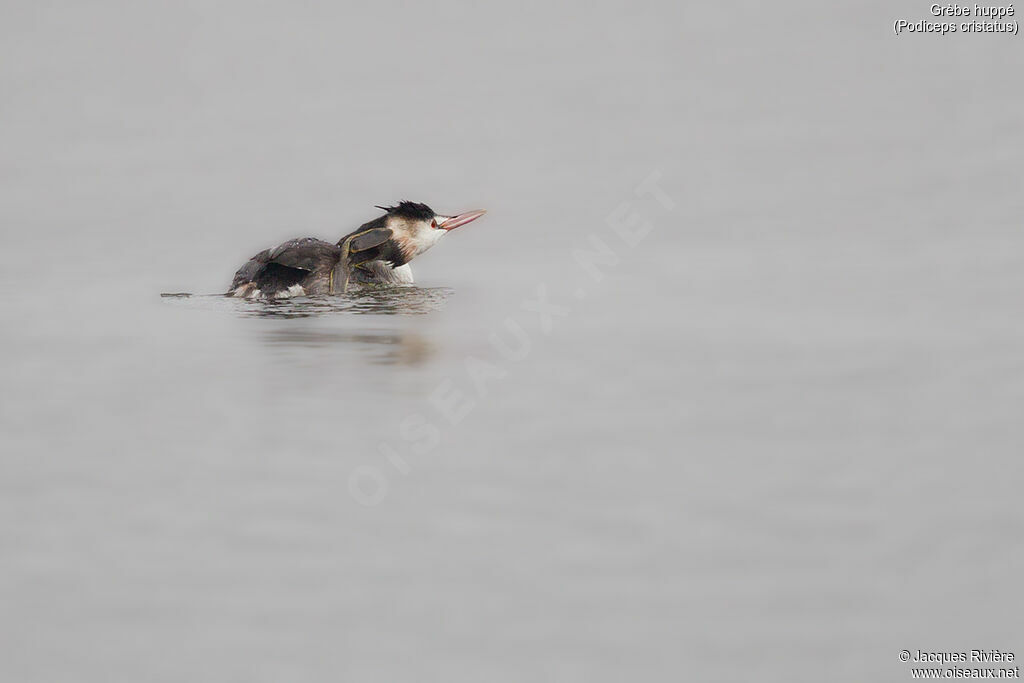 Great Crested Grebeadult post breeding, identification, care