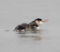 Great Crested Grebe