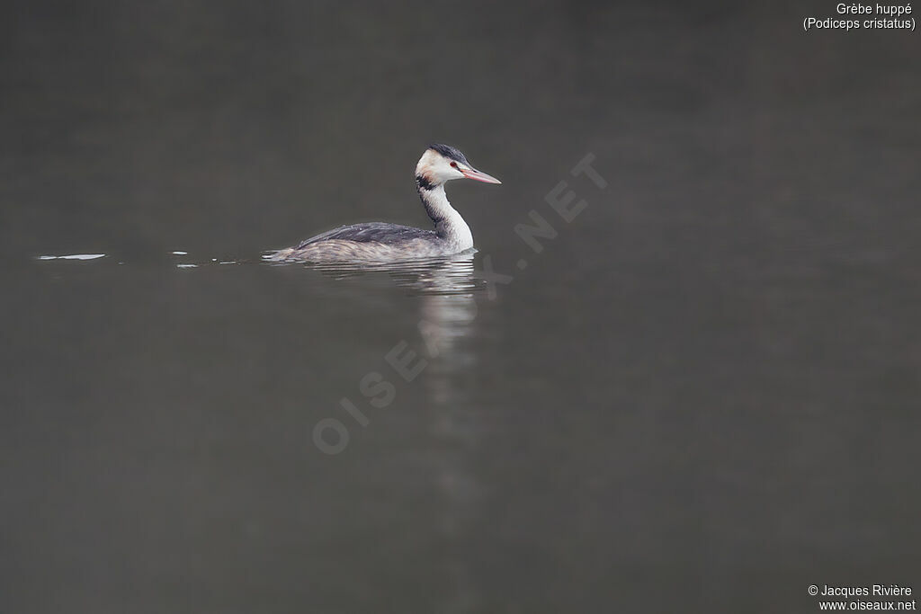 Great Crested Grebeadult post breeding, identification, swimming