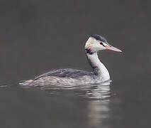 Great Crested Grebe