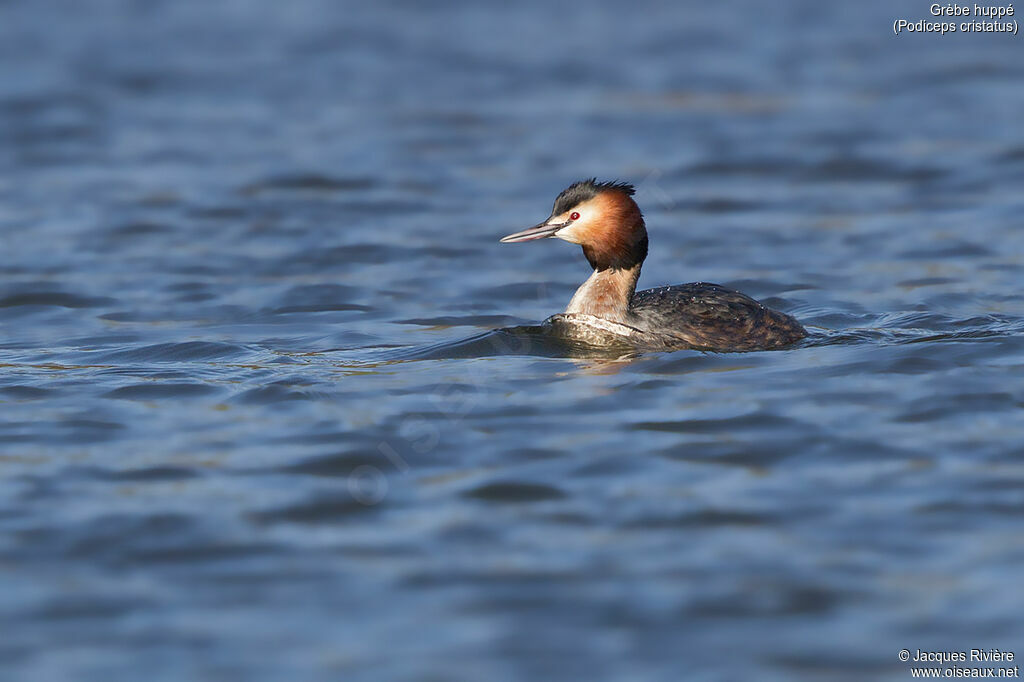 Great Crested Grebeadult breeding, identification, swimming