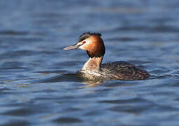 Great Crested Grebe