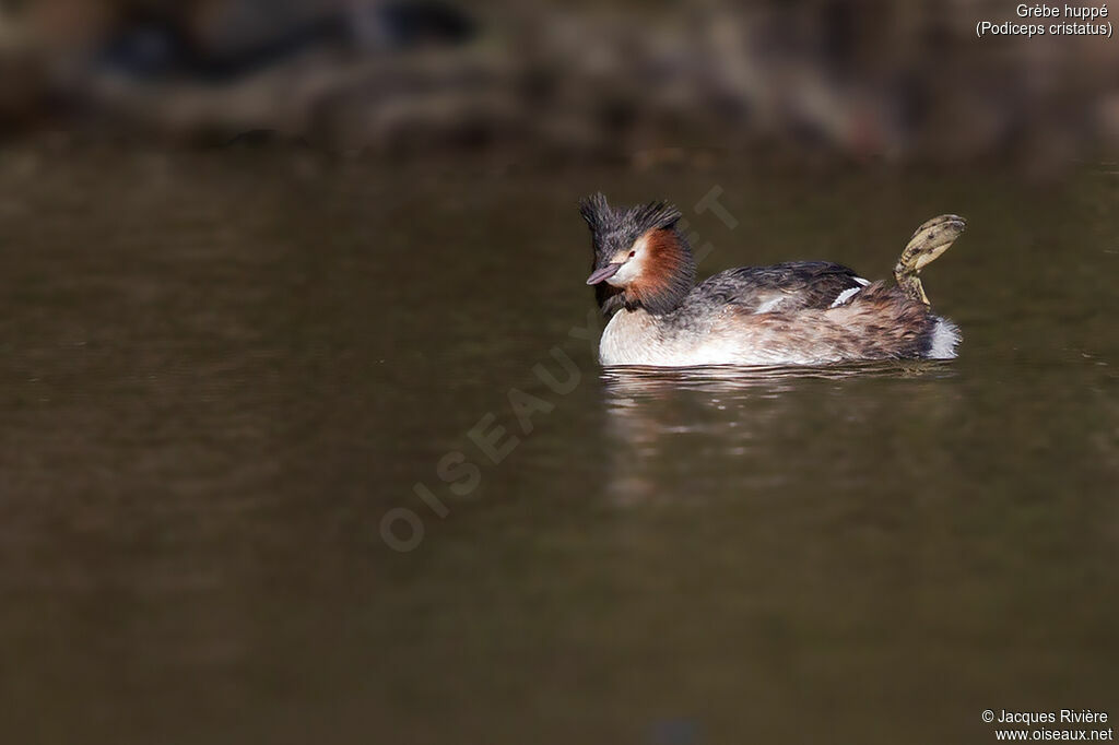 Great Crested Grebeadult breeding, identification, swimming