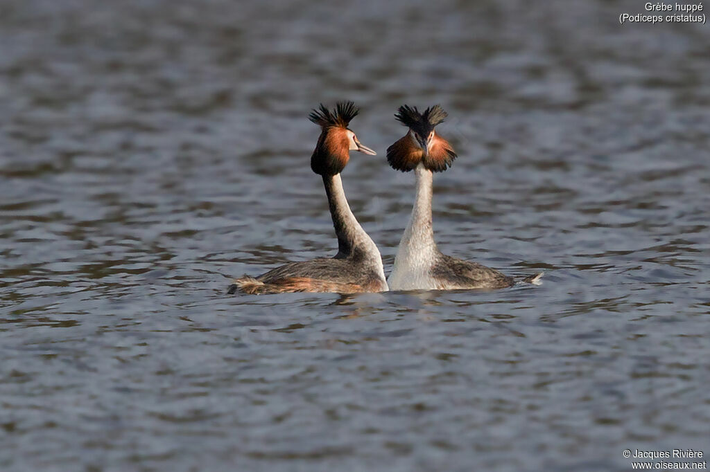 Great Crested Grebeadult breeding, swimming, courting display