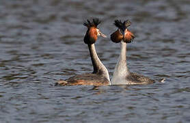 Great Crested Grebe