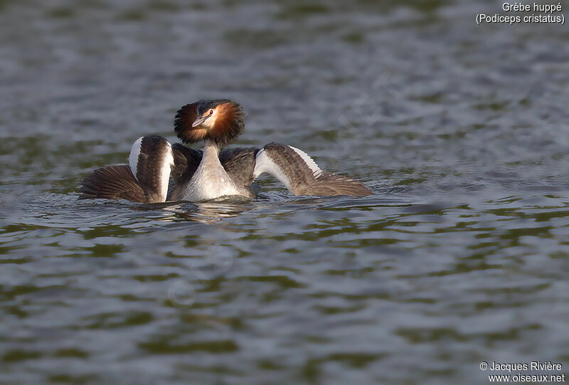 Great Crested Grebeadult breeding, identification, swimming, courting display