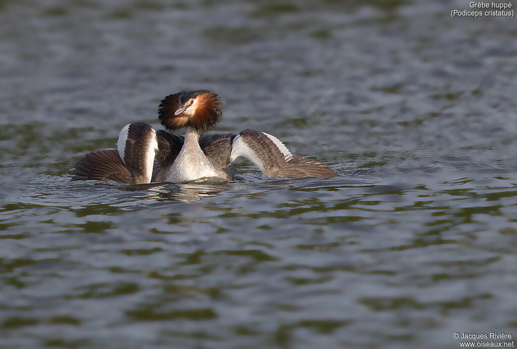 Great Crested Grebeadult breeding, identification, swimming, courting display