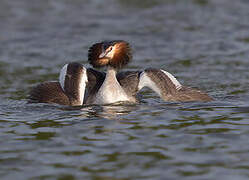 Great Crested Grebe