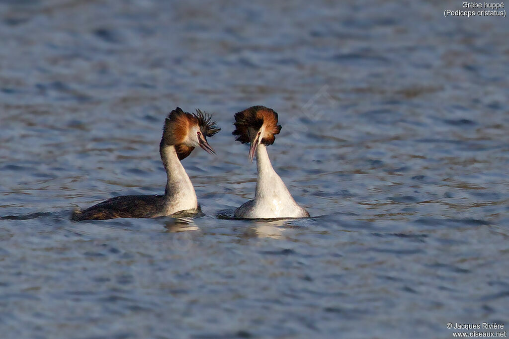 Great Crested Grebeadult breeding, swimming, courting display