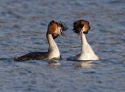 Great Crested Grebe