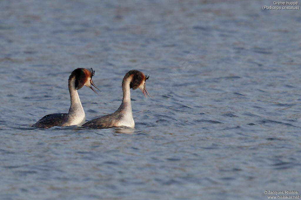 Great Crested Grebeadult breeding, swimming, courting display