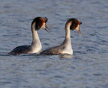 Great Crested Grebe