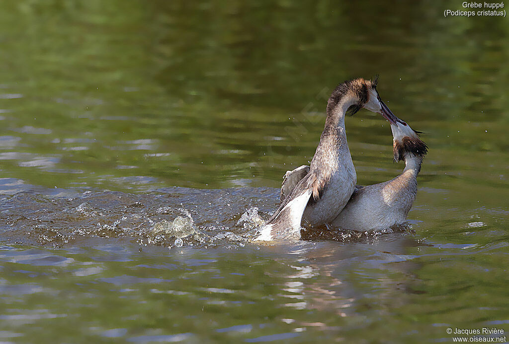 Great Crested Grebeadult breeding