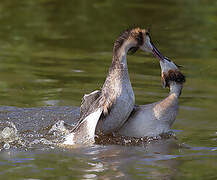 Great Crested Grebe