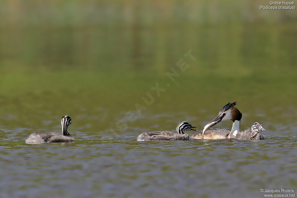 Grèbe huppé, identification, nage, mange, Nidification