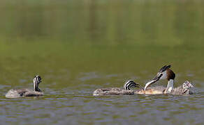 Great Crested Grebe