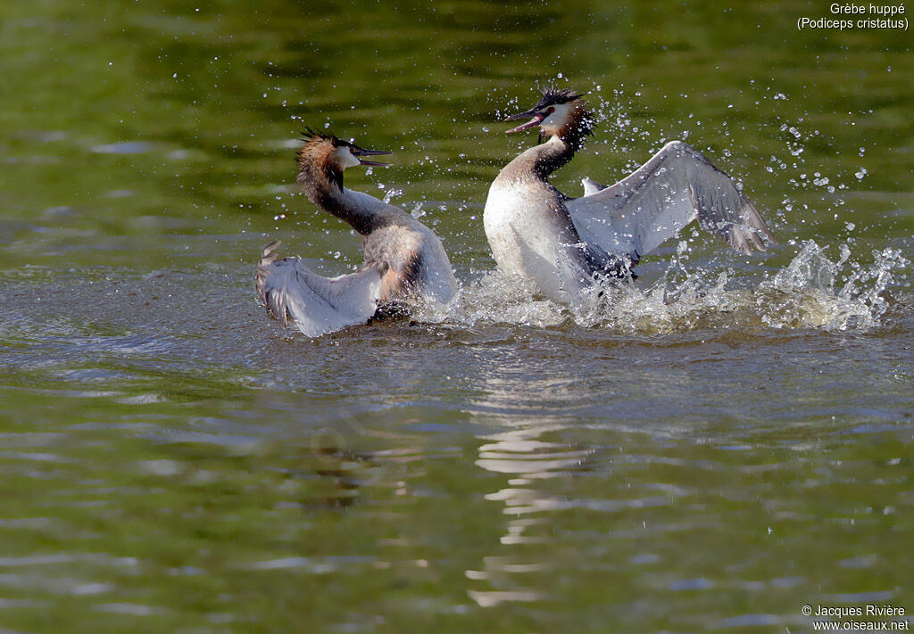 Great Crested Grebeadult breeding