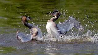 Great Crested Grebe