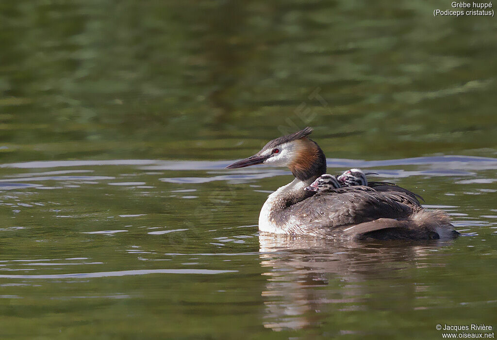 Great Crested Grebeadult breeding, identification, Reproduction-nesting