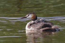 Great Crested Grebe