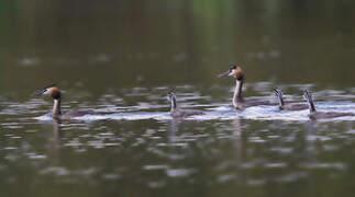 Great Crested Grebe