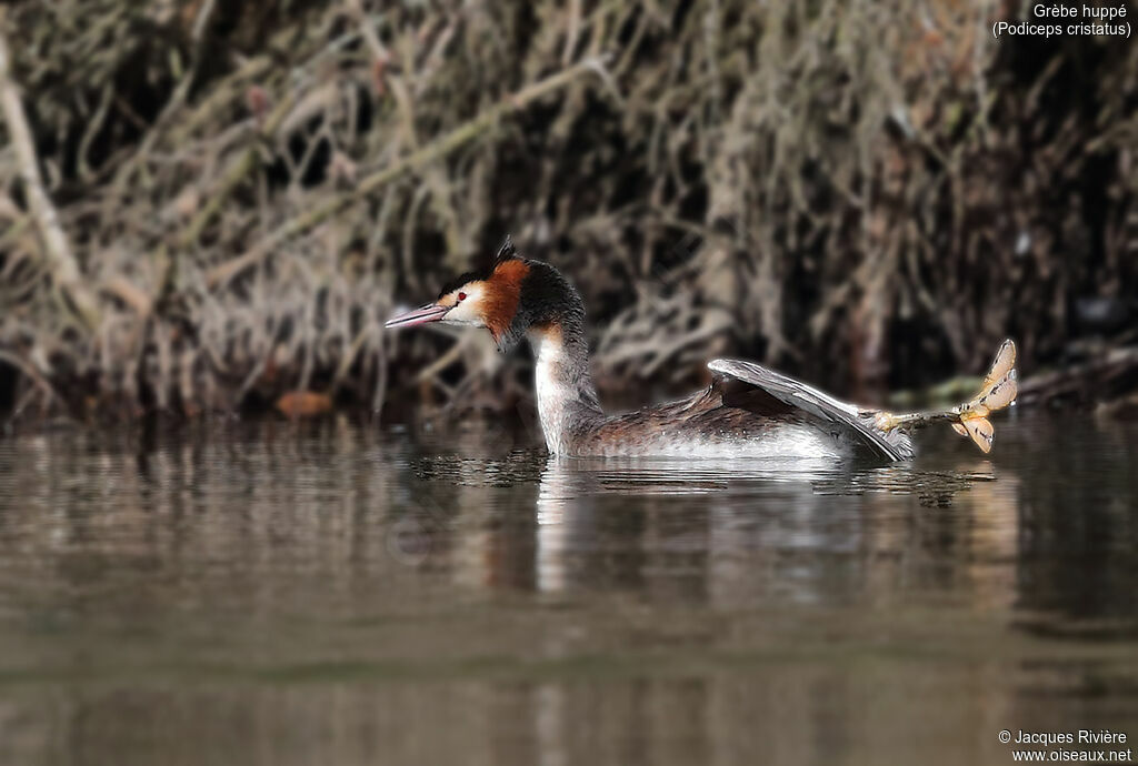 Grèbe huppéadulte, identification, nage