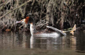 Great Crested Grebe