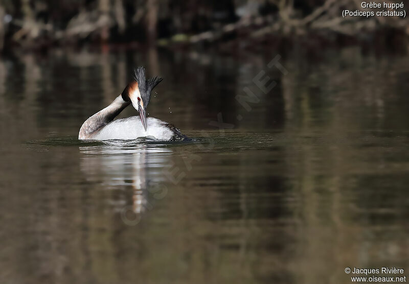 Great Crested Grebeadult, identification, care, swimming
