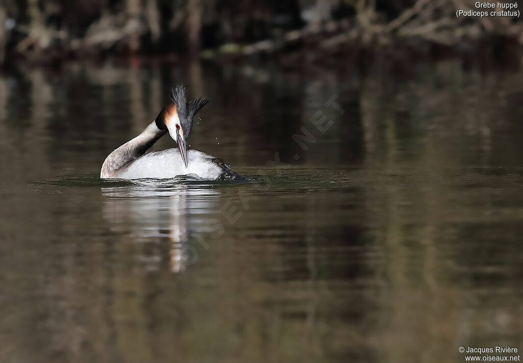 Great Crested Grebeadult, identification, care, swimming