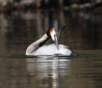 Great Crested Grebe