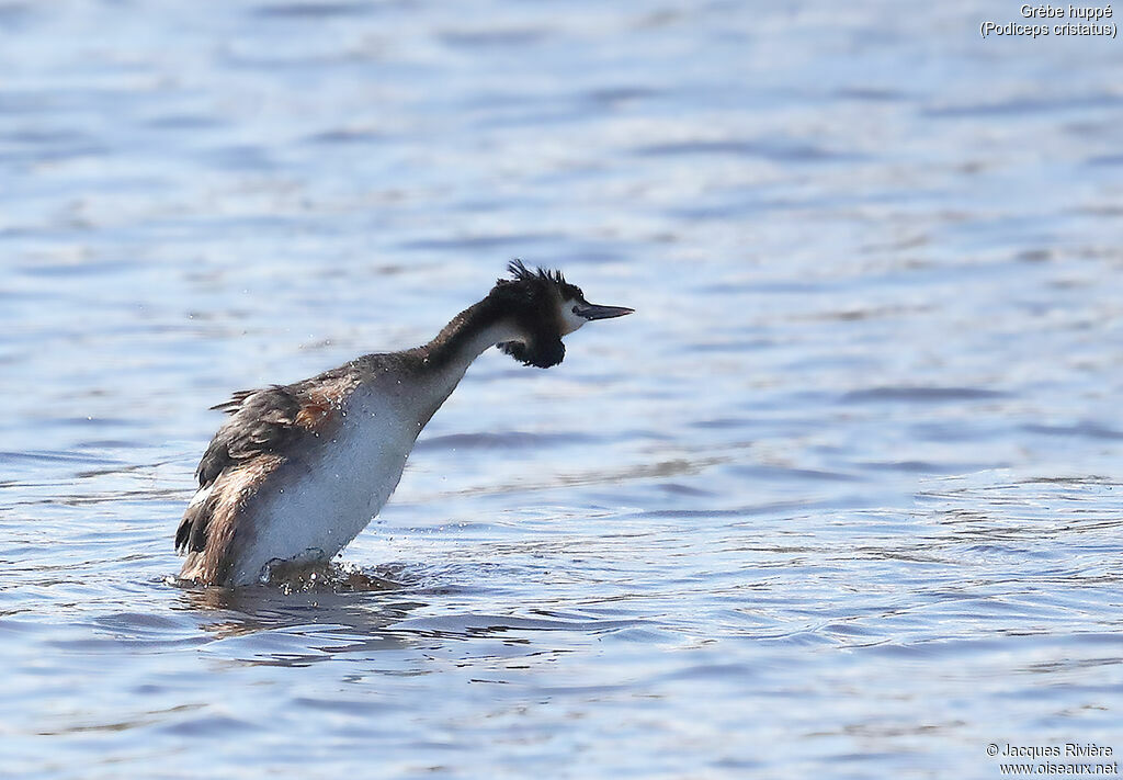 Great Crested Grebeadult breeding, identification, care, swimming