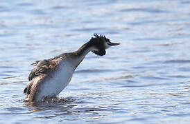 Great Crested Grebe